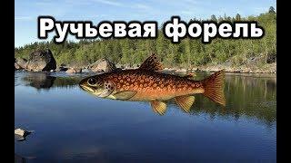 Русская рыбалка 3. Ручьевая форель