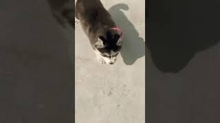 Husky  #music #song #lyrics #dog #husky #huskydog