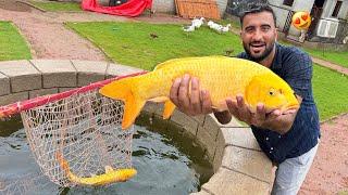 Surprise Yellow Fish Le K Agea Sabtain