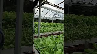 Pakcoy Vegetables Hydroponic Plants #garden #farming #hidroponik