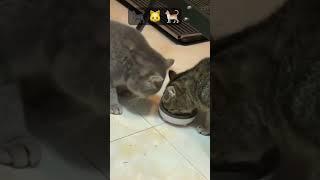 Tell me about your cats #trending #fy #viral #fyp #cat #funny #funny #catlover #usa #ticktock