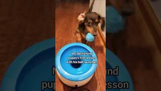 How it all started.  #dogshorts #ballislife #catch #wow #smart #dachshund #boss #adorable #puppy