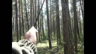 Ориентирование в лесу. Как определить юг по часам без стрелок?