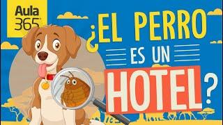 Relaciones Intraespecíficas e Interespecíficas | Videos Educativos Aula365