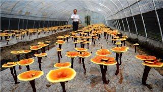 How Farmer Growing Lingzhi - Red Reishi Mushroom Farm - Reishi Mushroom Harvest and Processing