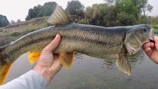 Fishing the Russian River in Northern California (multi-species day!)