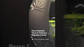 Perro perdido tocó el timbre y regresó a casa en Navidad #nmas #shorts #perro