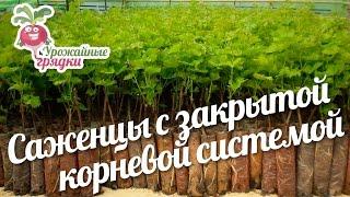 Саженцы с закрытой корневой системой своими руками. Урожайные грядки.