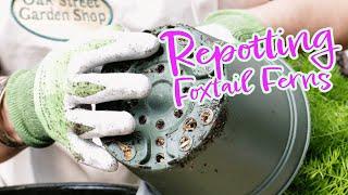 How to Repot a Foxtail Fern