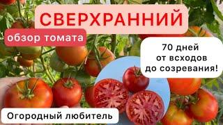 Обзор томата СВЕРХРАННИЙ // 70 дней до созревания // высылаю семена