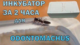 Инкубатор для Odontomachus, очень просто! Завёл капканчиков.