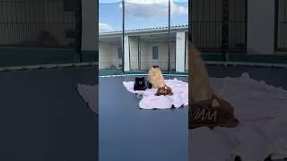 Гостиница для собак Полтава #собаки #шпиц #передержкасобак