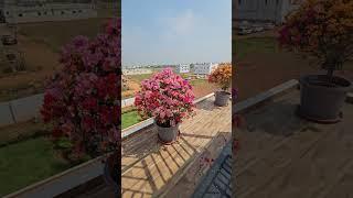 Then Vs Now | Bougainvillea Multicolor Plants | Adi Reddy Family |
