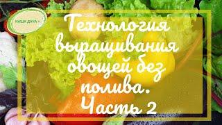 Технология выращивания овощей без полива.  Часть 2. Кольцова Ирина