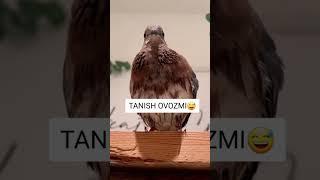 ОХИСТА КУКУЛАБ ОЛДИНГКУ ХУШИМ БУНЧА БЕОЗОРСАН ВАТАНДОШ КУШИМ