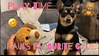 Chihuahua dog playing with her stuffed puppy toy 