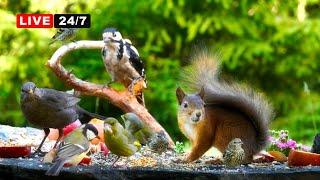 24/7 LIVE CAT TV NO ADS  Funny Birds and Squirrels and Nature Fun for All