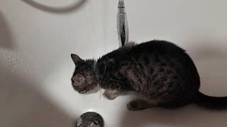 Habits from cute kitten to keen cat