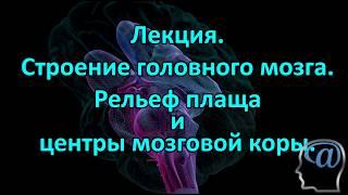 Строение головного мозга. Рельеф плаща и центры мозговой коры. Лекция. Анатомия мозга