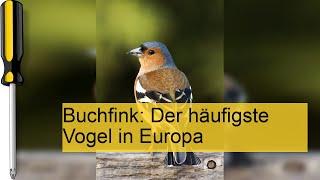 Vogelwelt im eigenen Garten: Buchfink