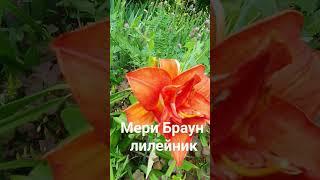 Мери Браун лилейник #лилейники #купитьлилейник #цветыдлядачи