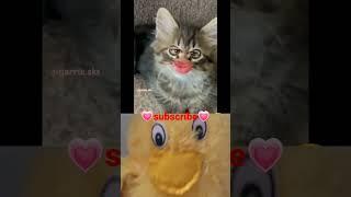 Bagad billa bachodi.. Duck Reaction #bagadbilla #bagadbillacomedyvideo #bagad #funnycat