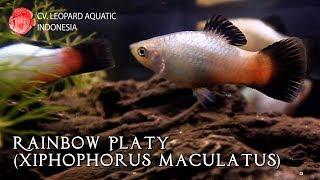 Rainbow Platy! A feast of colors in one fish! (Leopard Aquatic E043B)