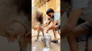 Subscribe me #shortvideo #youtubeshorts #milkman