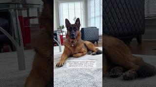 He would never.   #germanshepherd #gsd