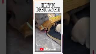 HOW TO OCCUPY A CAT #shorts #cat #funny #funnycats