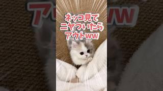 ㊗️280,000 views!! If you grin when you see Neko, you're out lol