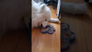 Актуально для щенков и активных собак #samoyed #whitedog #smartdog #pets #cloud