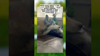 Cats Can’t Taste Nothing  #husky #huskies #dogs #dog #cat #cats #dogfacts #huskylife