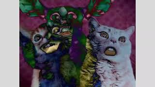 Singing Cats (Numa Cat) Might Confuse You!