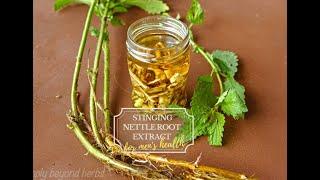 Stinging nettle root extract recipe