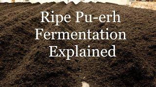 Ripe Pu-erh Tea Fermentation Process