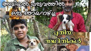 അവിയൽ പരുവത്തിൽ ഒരു ഞായറാഴ്ച|Gothambu Kozhukatta|Cauliflower Egg Thoran|Hima's Pennazhaku