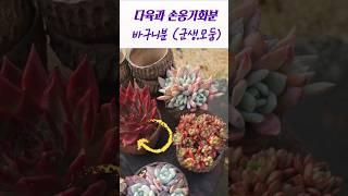 바구니 (다육 손옹기화분)#succulent #다육식물 #shorts