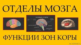 Основные отделы мозга. Работа новой коры.