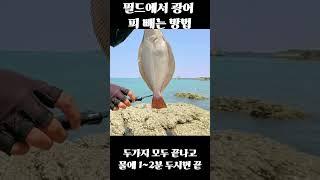 필드 광어루어낚시 후 시메 피빼는 방법. #뼈다귀삼촌 #낚시