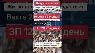 Робота в Україні. Робота Буковель. Актуальні вакансії. Робота для чоловіків Україна