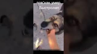 Да знаю тупо  #кв#котывоители @Пестрошейка_КВ-11