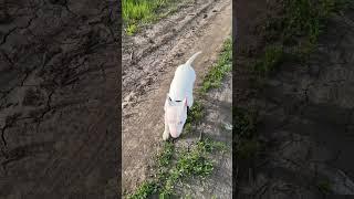 Bull Terrier