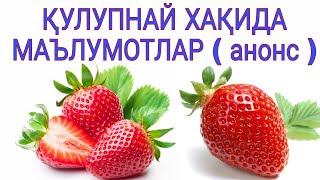 ҚУЛУПНАЙ ЕТИШТИРИШ АГРОТЕХНИКАСИ (анонс)