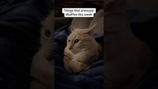 Waffles and his list of grievances #cats #shorts