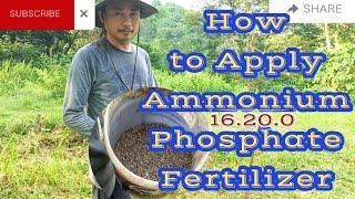 How to Apply Ammonium Phosphate Fertilizer? N.P.K. 16.20.0.