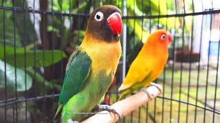 Lovebird Chirping Sounds (8 Hours) - Green Black Masked & Yellow Pastel