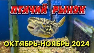 ПТИЧИЙ РЫНОК, САДОВОД, МОСКВА. ОБЗОР НА ОКТЯБРЬ-НОЯБРЬ 2024. Большой обзор интересных рыб и растений