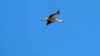 Flying stork