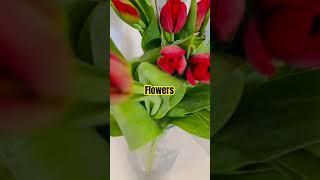 Beautiful Flowers for you|tulips  #youtubeshorts #shorts #fyp #tulips